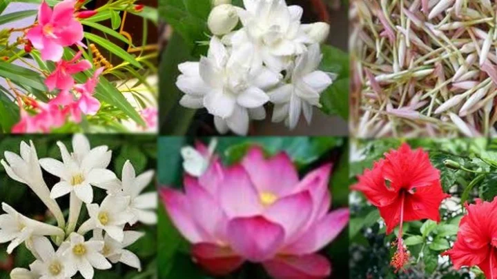 பூக்கள்