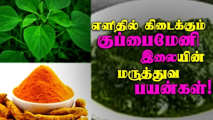 குப்பைமேனி
