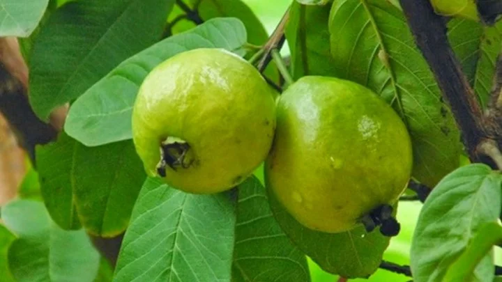 Can we eat guava leaves