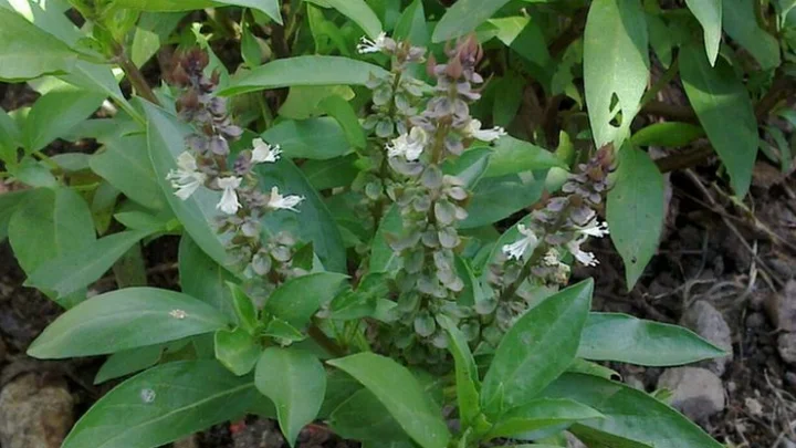 திருநீற்றுப் பச்சிலை