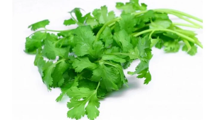 கொத்தமல்லி