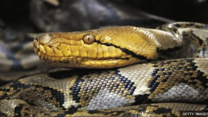 Serpent  