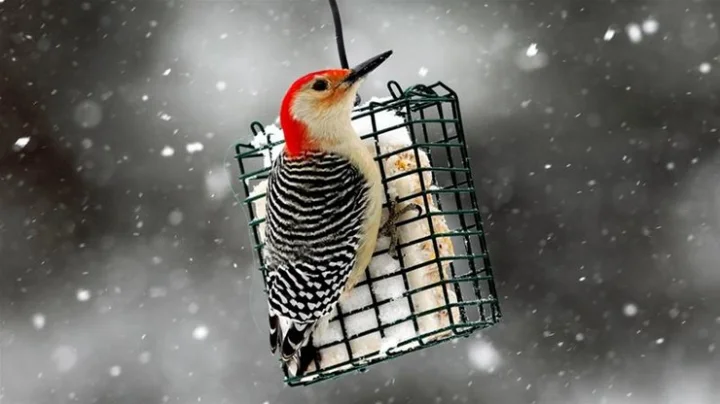 National Bird Day