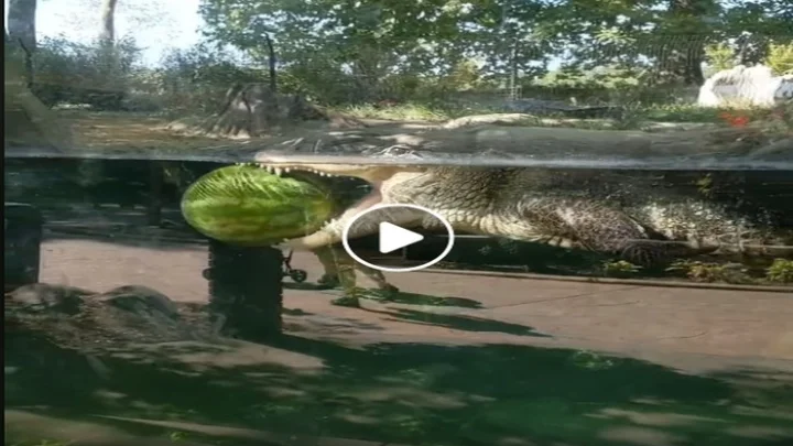 crocodile with watermelon
