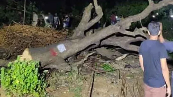ஆரே காலணியில் மரங்கள் வெட்ட உச்ச நீதிமன்றம் தடை!