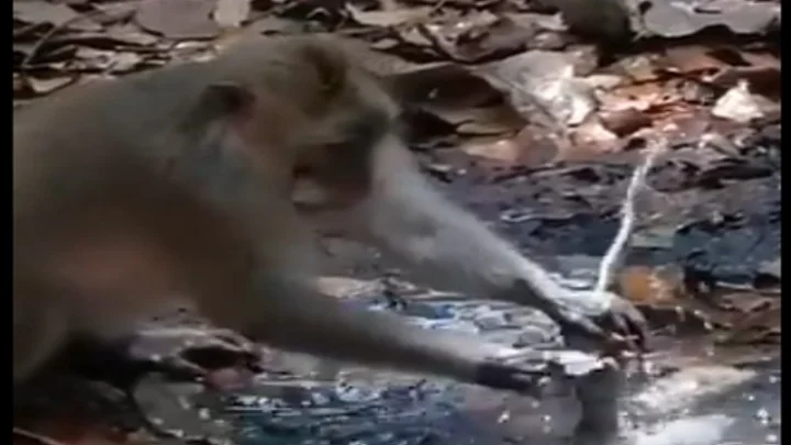 வைரல் வீடியோ