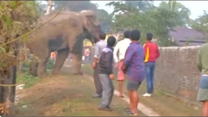 elephant