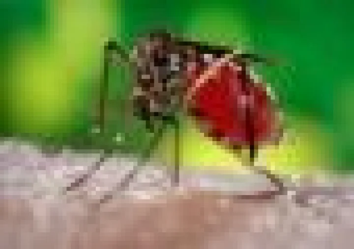 கேரளாவில் மீண்டும் பரவும் சிக்குன்குனியா: தமிழக எல்லையில் தீவிர கண்காணிப்பு..!