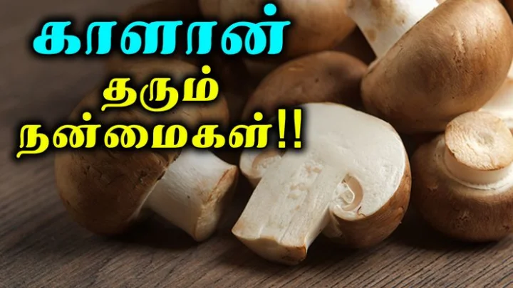 காளான்