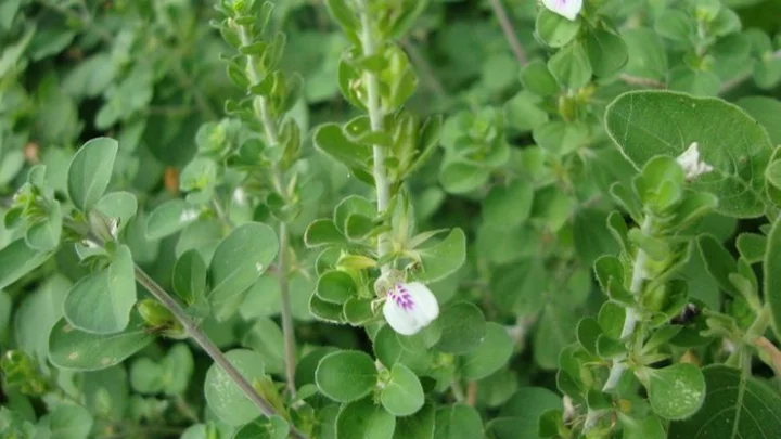 மூலிகை மருத்துவம்