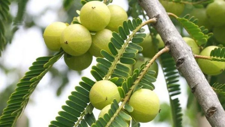 நெல்லி மரம்