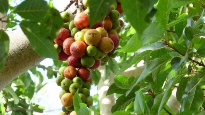 இன்சுலின் செயல்பாடு