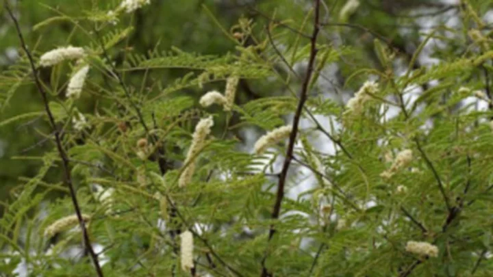 கருங்காலி மரம்
