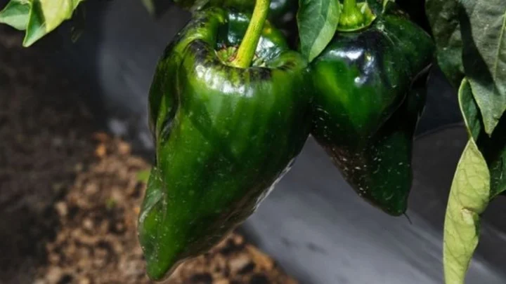 காரசாரமான உணவை மக்கள் அதிகம் விரும்புவது ஏன்?