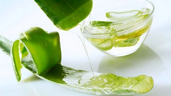 Aloe vera