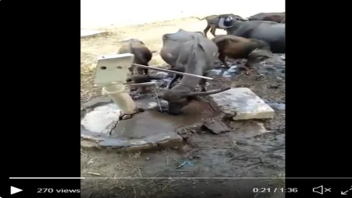 என்ன அறிவு !! எருமைமாட்டின் புத்திசாலித்தனம்....  வைரலாகும்  வீடியோ