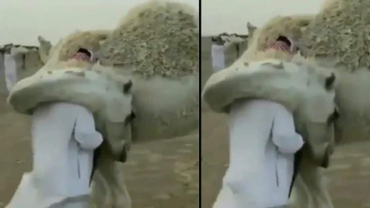 உரிமையாளரை அன்போடு கட்டி அணைக்கும் ஒட்டகம்.. வைரல் வீடியோ