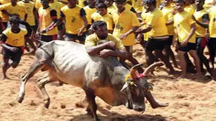 பொங்கல்