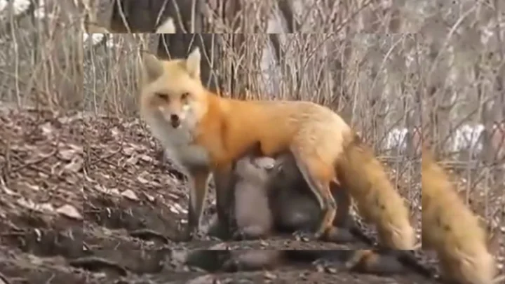 பசியில் தவித்த கரடிக் குட்டிகளுக்கு பாலூட்டிய நரி... இதல்லவோ பாசம் !