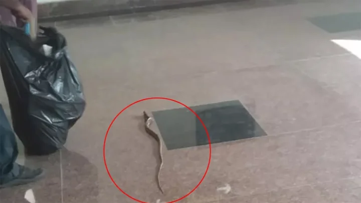 சென்னை சென்ட்ரல் மெட்ரோ ரயில் நிலையத்தில் பாம்பு: பெரும் பரபரப்பு