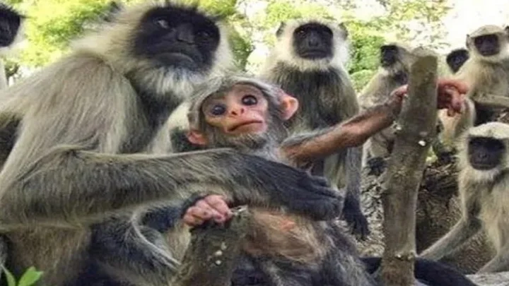 அமெரிக்க அதிபர் டிரம்புக்கான பாதுகாப்புக் குழுவில் இருந்த குரங்குகள் !
