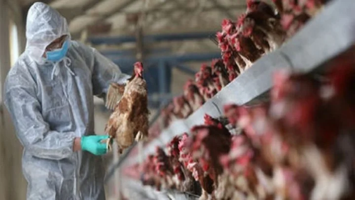 Bird Flu