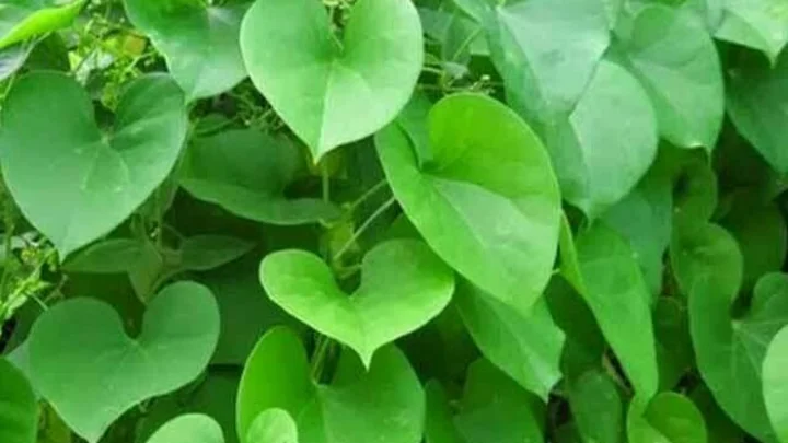 சீந்தில் கொடி