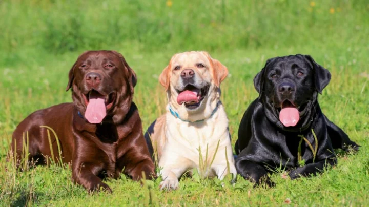 dogs
