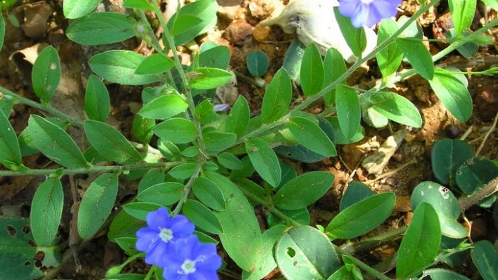 விஷ்ணு கிராந்தி