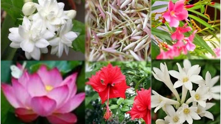 flowers