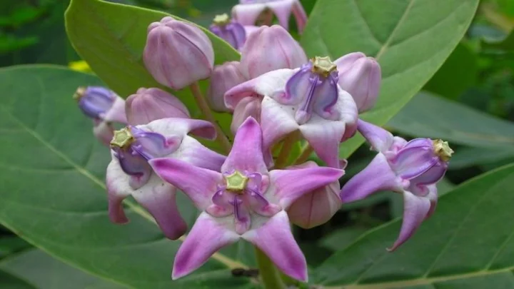 எருக்கம் செடி