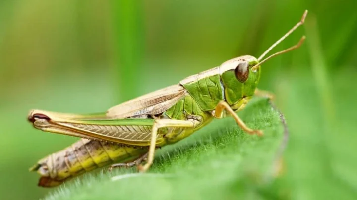 வெட்டுக்கிளி