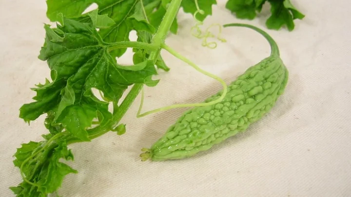 பாகல் இலை சாற்றில் உள்ள மருத்துவ குணங்கள்...!!