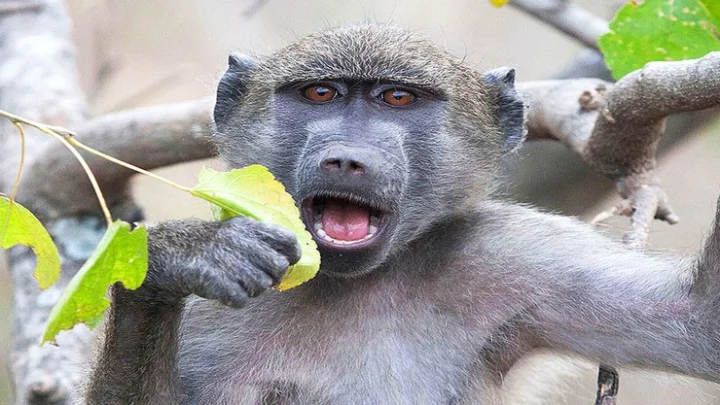 கொரோனா ரத்த மாதிரிகளை திருடிச் சென்ற குரங்குகள்...