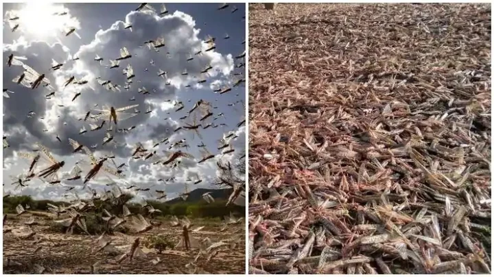 விமானம்