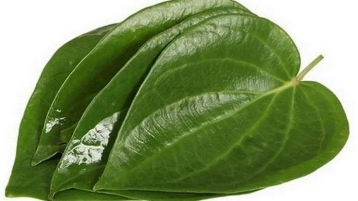 பாம்பின் விஷம்