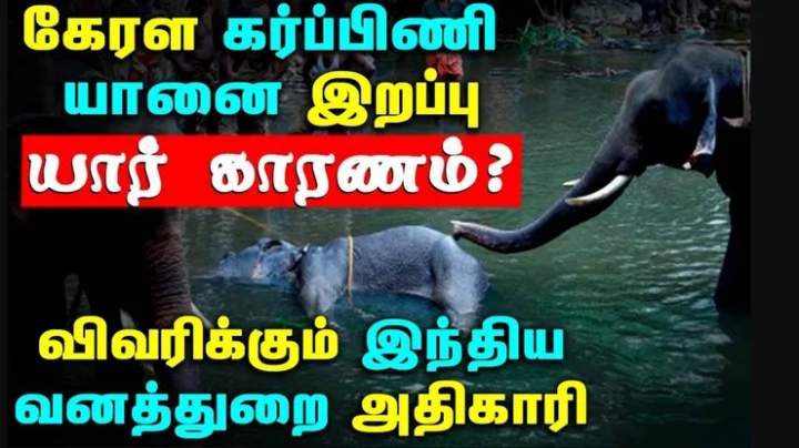 கேரள கர்ப்பிணி யானை இறப்பு: யார் காரணம்? விவரிக்கும் வனத்துறை அதிகாரி