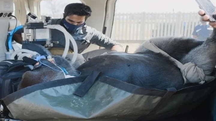 ஹெலிகாப்டரில் கொண்டு வரப்பட்ட கொரில்லா...