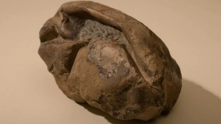 கால்பந்து அளவிலான முட்டை எதனுடையது? மர்மம் விலகியது!