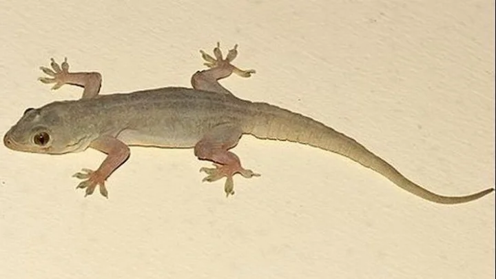 வீட்டில் பல்லி