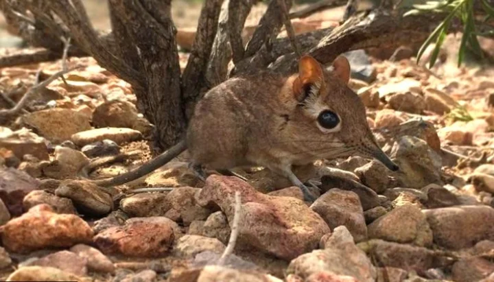 எலி சைசில் ஒரு யானை - 50 ஆண்டுகளுக்குப் பிறகு மீண்டும் கண்டுபிடிப்பு