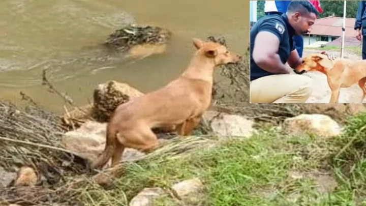 guard who adopted the dog