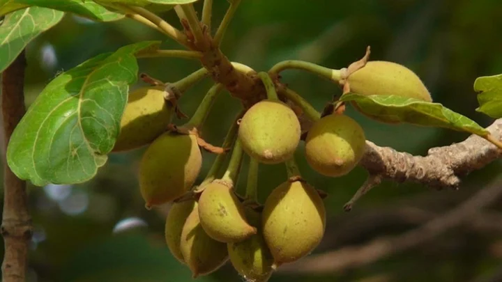இத்தனை மருத்துவ பயன்களை கொண்டதா இலுப்பை மரம் !!