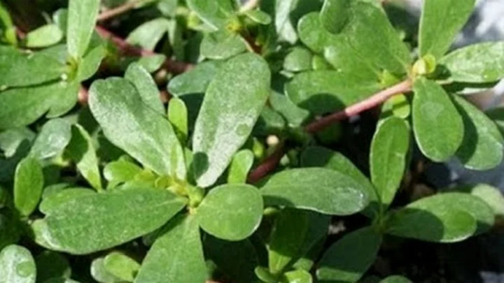 சிறுபசலை கீரை