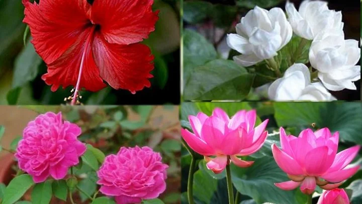 Flowers