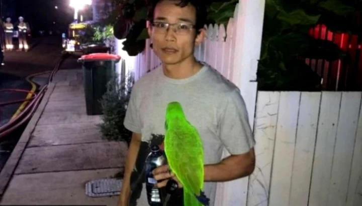 talking parrot  