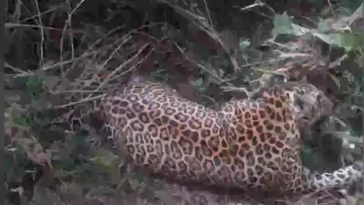 பன்றிக்கு வைக்கப்பட்ட சுருக்கில் சிக்கி சிறுத்தை பலி… ஈரோட்டில் இருவர் கைது!