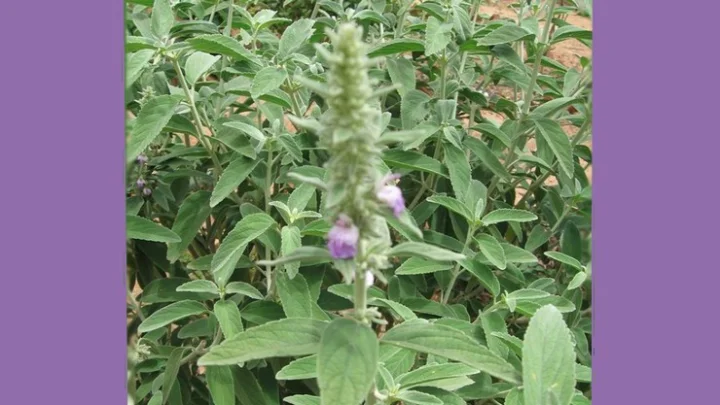 பேய் விரட்டி மூலிகை