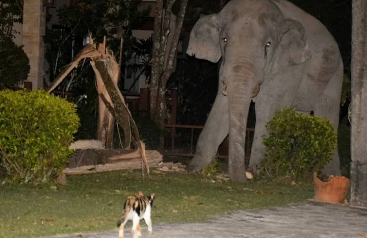 கலவரம் பண்ணிய காட்டு யானை; விரட்டியடித்த வீட்டு பூனை! – தாய்லாந்தில் விநோத சம்பவம்!
