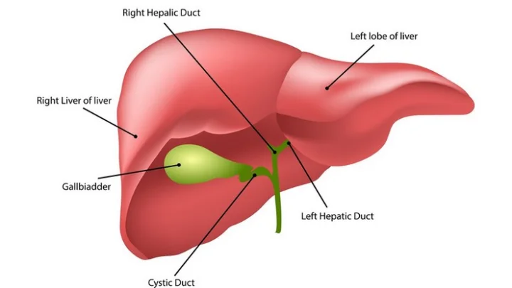 கல்லீரல்
